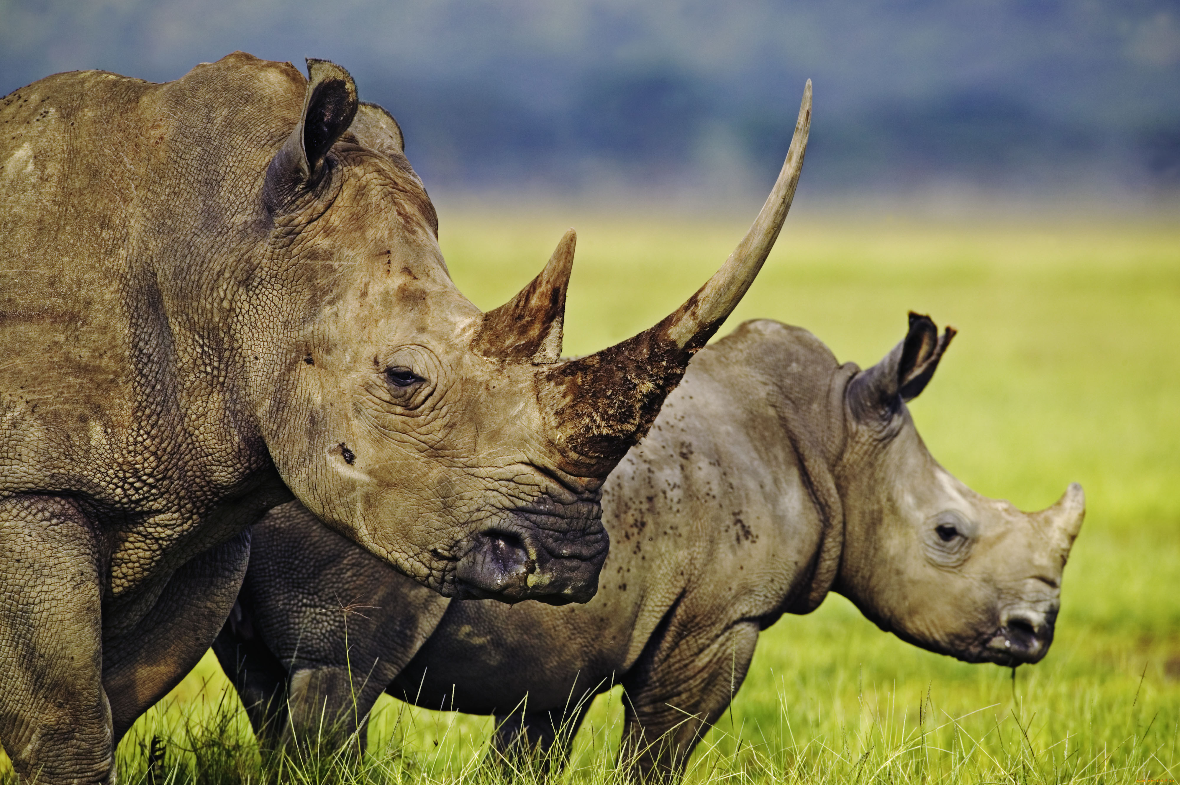 Animals images. Двурогий носорог Африка. Носорог в саванне. Животные Африки саванны Африки носорог. Мир животных.